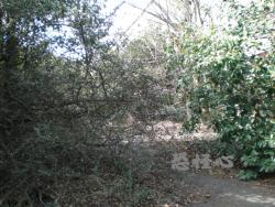 �ʑ��Ŋg��