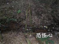 �ʑ��Ŋg��